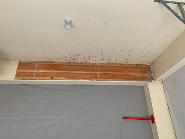 Best Water Damage & Mold Remediation  in Bluffton, SC