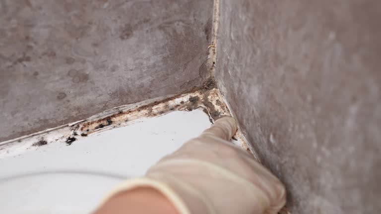 Best HVAC Mold Inspection and Cleaning  in Bluffton, SC